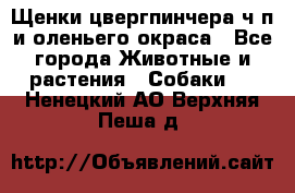 Щенки цвергпинчера ч/п и оленьего окраса - Все города Животные и растения » Собаки   . Ненецкий АО,Верхняя Пеша д.